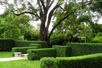 Hedge Trimming Service