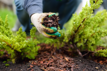 Mulching Service