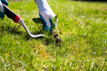 Weed Control Service